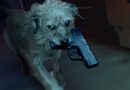 O que acontece quando você mata o dono do cachorro do John Wick